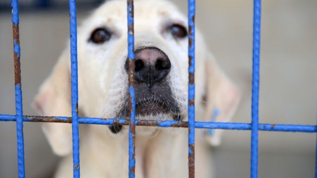Annie Cleaning supporting animal shelters